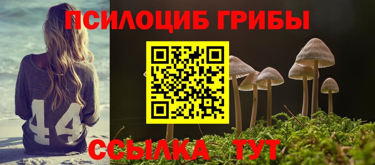 Псилоцибиновые грибы Psilocybe Малгобек